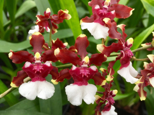 Onc. Aka Baby 'Raspberry Chocolate'