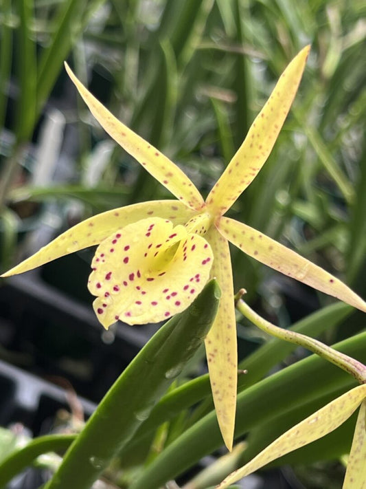 Bc. Yellow Bird