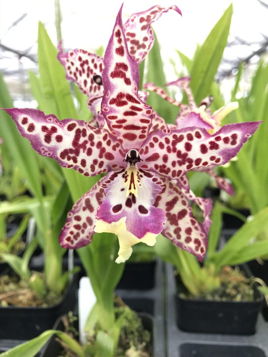 Bllra. Mem. Donald Yamada- Blooming size