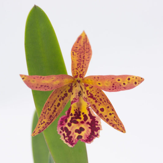 Bc. Rustic Spots 'H&R' - In season!  3-4" Pots, Blooming Size