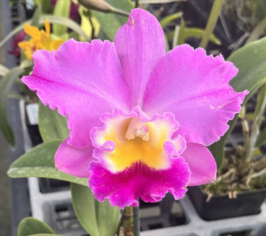 Rlc. Clift Tsuji - Blooming size SALE!!