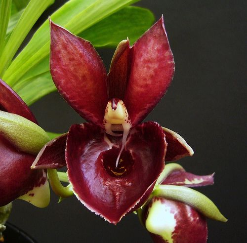 Ctsm. Mark's Red Hermosa -Last chance