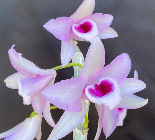 Den. anosmum 'Little Sweet Scent' blooming size