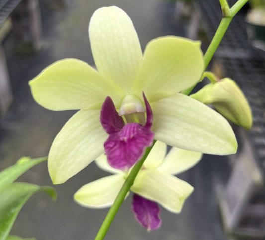 Den. Woonleng