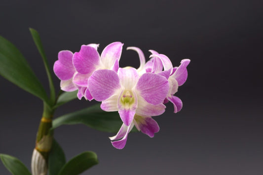 Den. Kalapana Luz (Mini Snowflake x Nida) -Blooming size