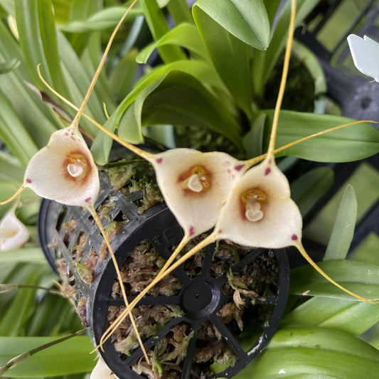 Dracula inaequalis, the Monkey Face orchid