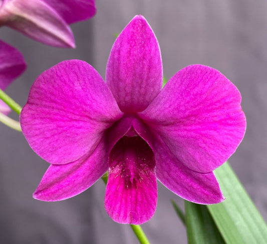 Dendrobium Enobi (mini)  4" pots - Blooming Size