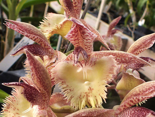 Ctsm. Frilly Doris, Blooming Size in 4" pot