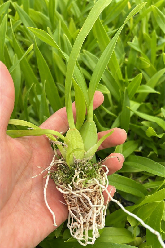 Plug tray Oncidium Sharry Baby 'Sweet Fragrance' AM/AOS