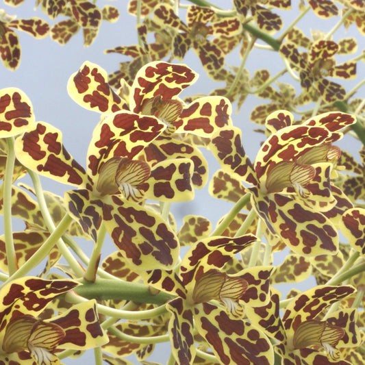 Yellow and Brown tiger leopard spotted flower potted orchid plant Hawaii