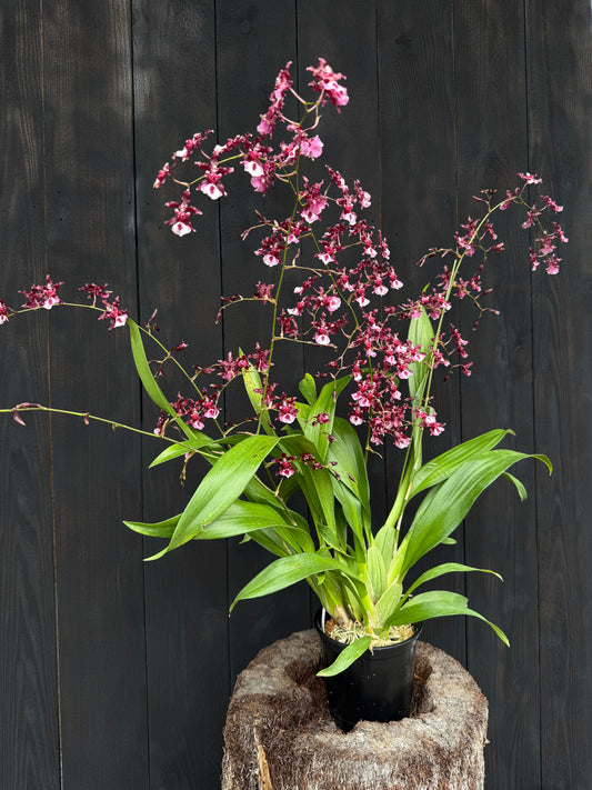 Onc. Heaven Scent 'Sweet Baby'