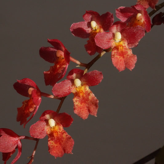 Howeara (Hwra.) Puanani 'Lava Burst'