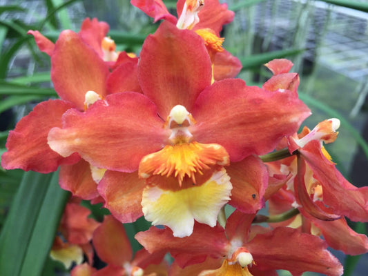 Wils. Firecat 'Harmony'-Blooming size