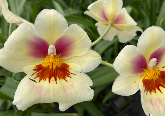 Mps. Arthur Cobbledick 'Springtime' HCC/AOS -Sold out in spike