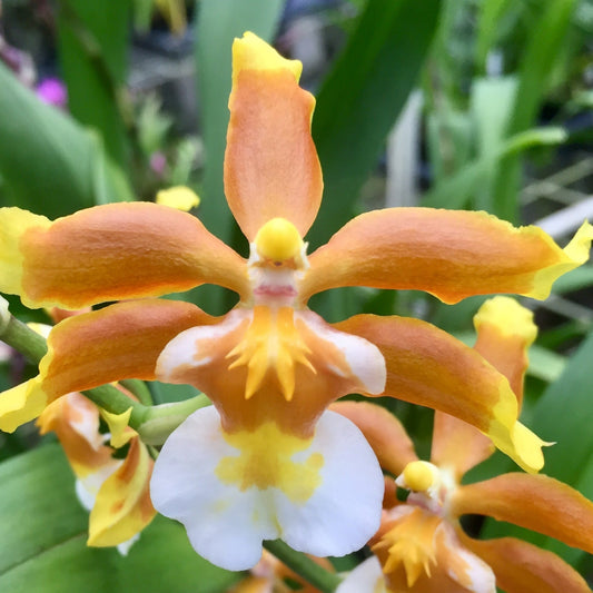 Ons. Hilo Firecracker 'Lucky Strike' - In tight spike