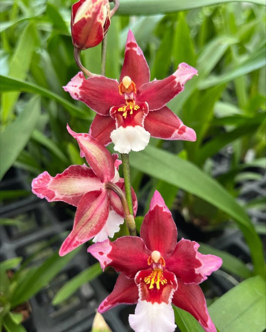 Onc. Martian Leather 'Berrylicious'
