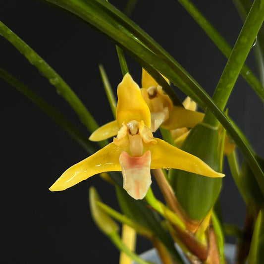 Maxillaria tenuifolia 'Yamada' AM/AOS -blooming size