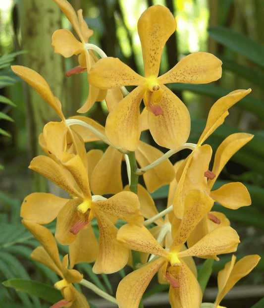 V. Mokara Sayan --Blooming size