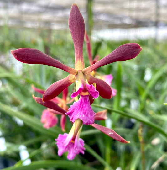 Encyclia  Nursery Rhyme x bractescens -in spike