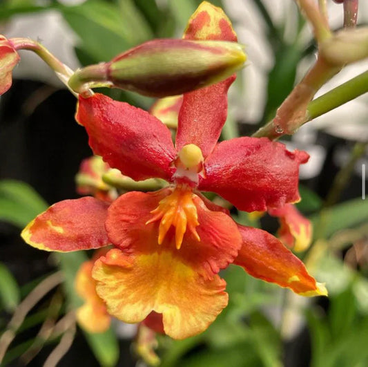 Odcdm. Catatante 'Sun King' -tight spike