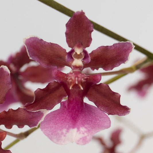 Onc. Sharry Baby 'Red Fantasy'