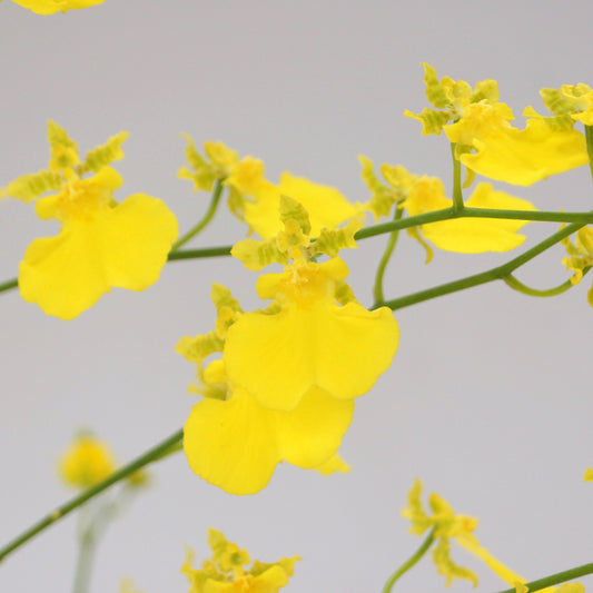 Box of 30 Onc. Lemon Heart ~ Shipping Included!
