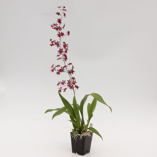 Box of 30 Chocolate Orchids ~ Shipping Included!