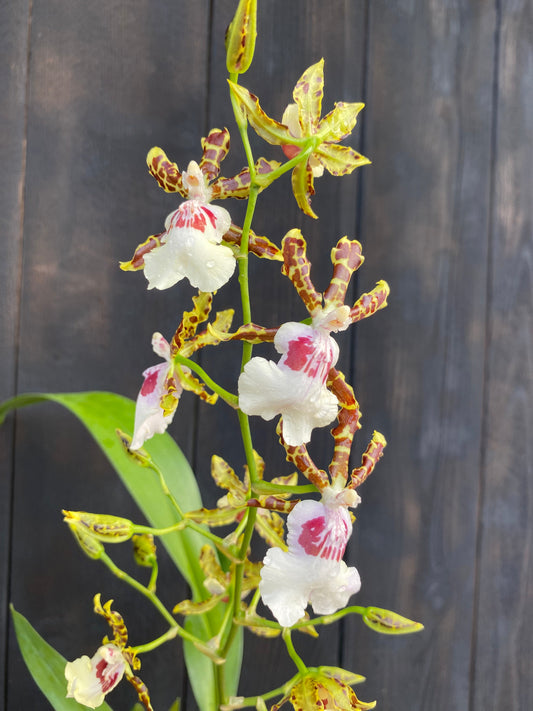 Odcdm. Wild Willie 'Bingo' -tight spike