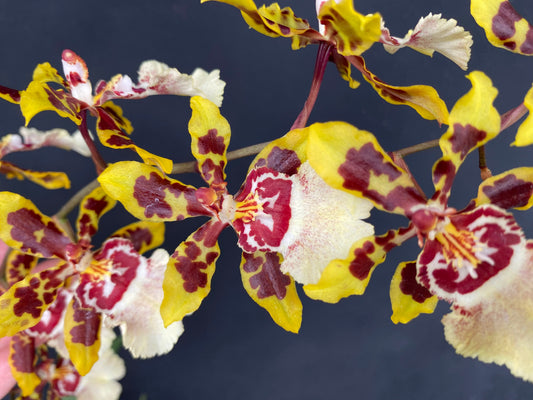 *SALE* 36 Assorted Blooming Size, Oncidiums, Dendrobiums, Zygopetalum, Cattleya & Miltoniopsis (Grade B)