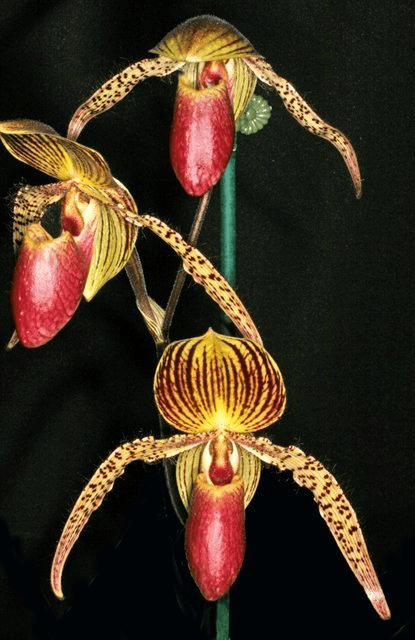 Paph. Vanguard - Blooming size