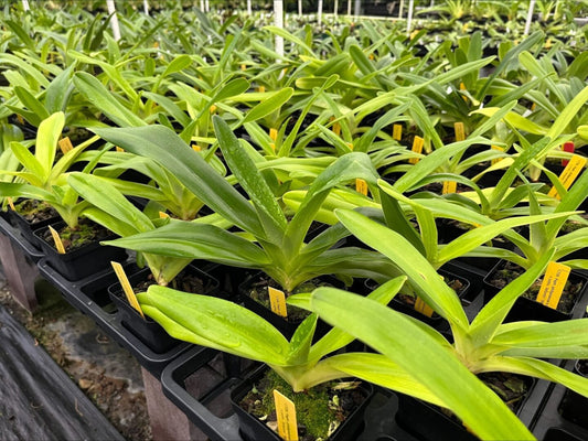 Paph. philippinense x (roths. 'Jungle Selected' x roths. 'Atlantis' SM/TPS)