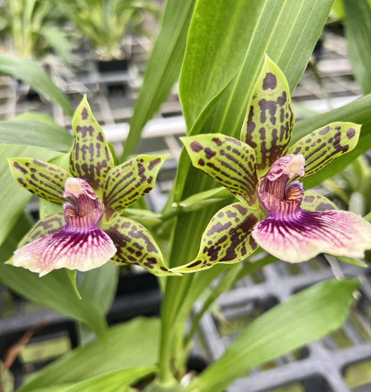 Zglm. Starburst 'Parkside'