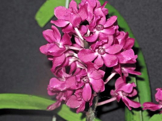 Rhy. gigantea Red- Blooming size