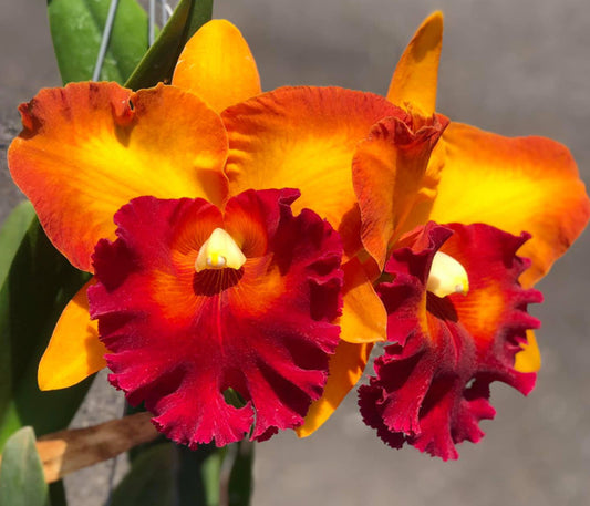 Rlc. Bangkok City