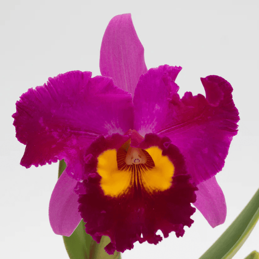 Rlc. Dick Smith 'Dark Beauty'- Blooming size