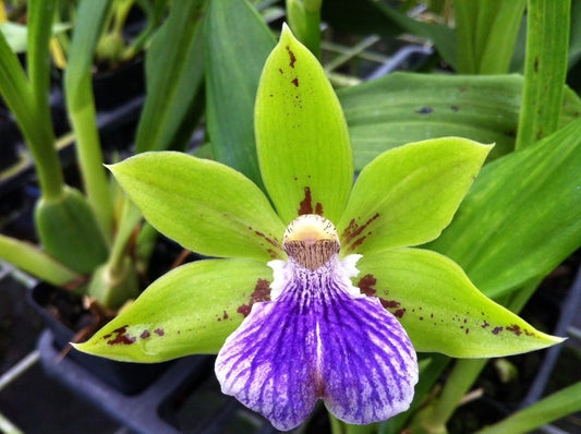 Zga. Sweet Jade 'Sweet Cheyenne'- Blooming size