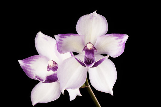 Tst. Melinda Marie 'Blue Moon'