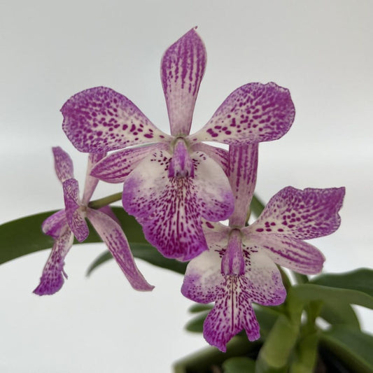 Tuck. Hilo Adventure Blooming size
