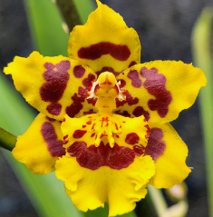 Wils. Pacific Passage 'Peach Cobbler'