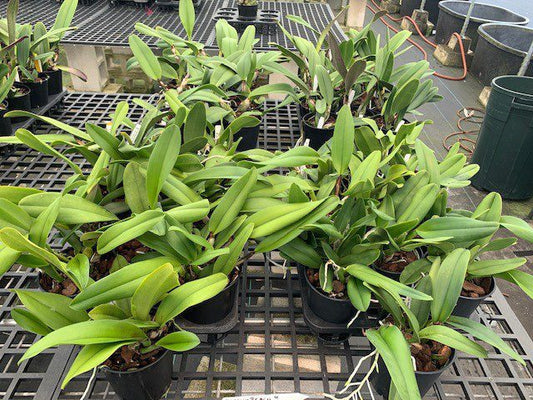 30 Surprise Cattleya, Blooming Size (Not in Bloom)