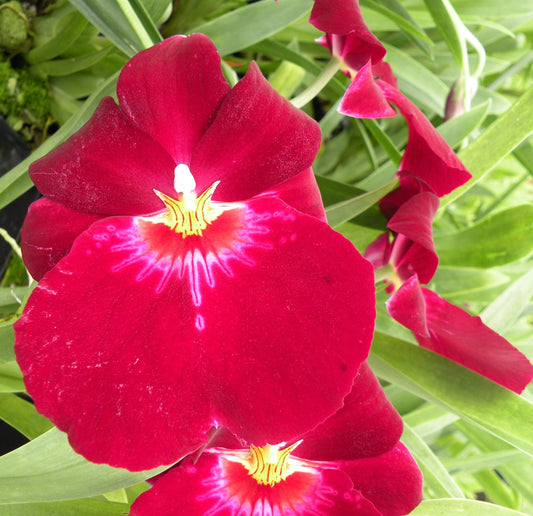 Plug Tray Mps. Bert Field 'Crimson Glow'