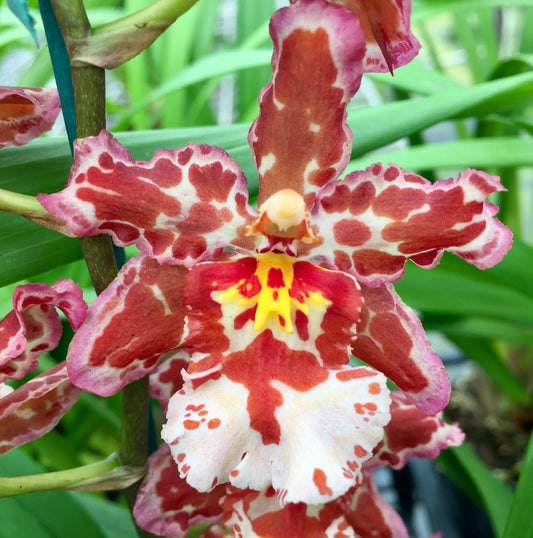 Wils. Eye Candy 'Pinkie'