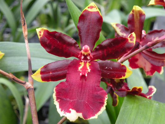 Odcdm. Wildcat 'Golden Red Stars'