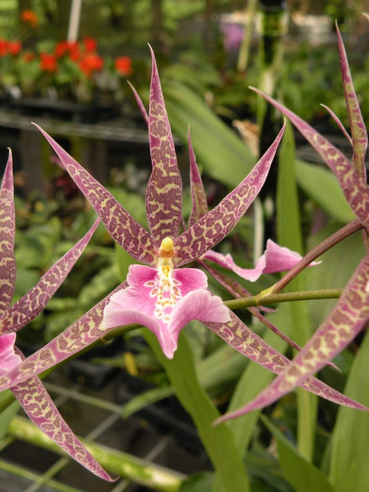 Mtssa. CM Fitch 'Izumi'