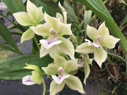 Ink.Cheyenne Marie 'Lemoncello'- in spike