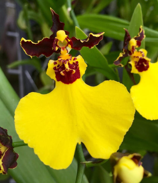 Onc. Moonshadow 'Tiger Tail'